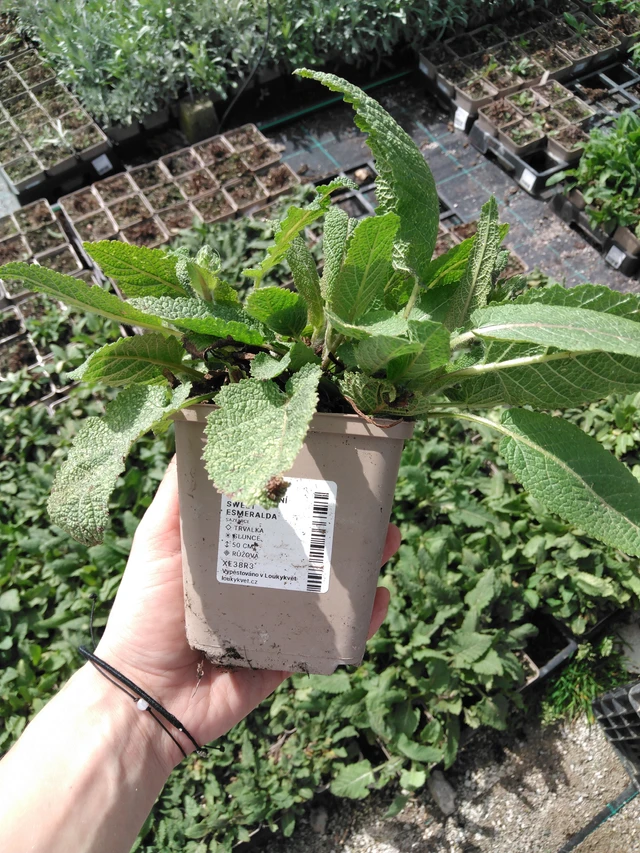 Niittyvirna Sweet Esmeralda - 2024