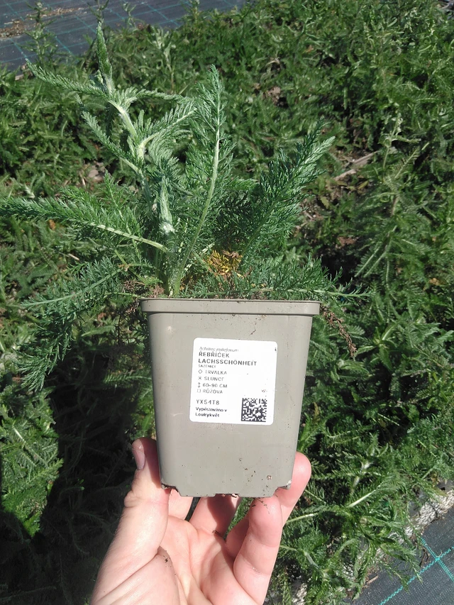 Řebříček Lachsschönheit - 13. 5. 2025