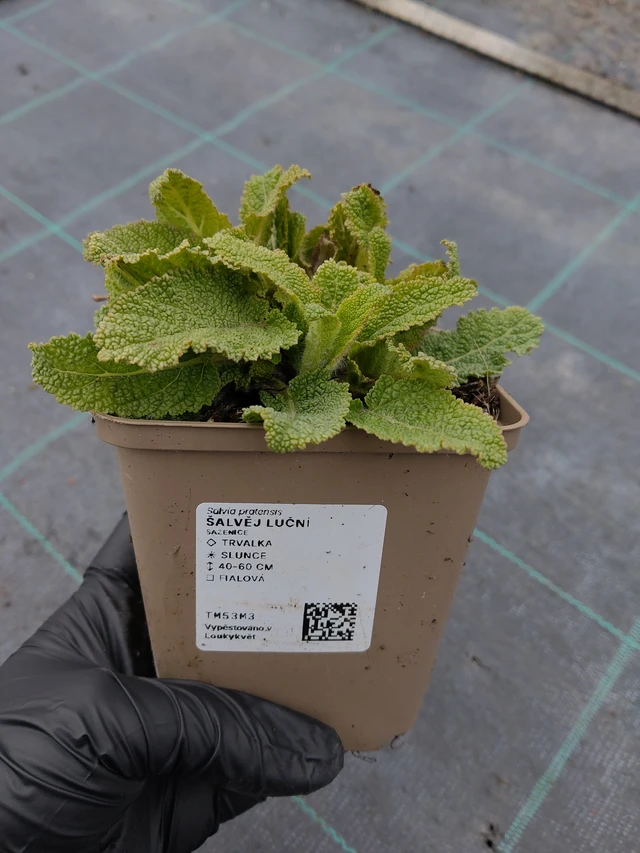 Sauge des prés - 31. 3. 2026