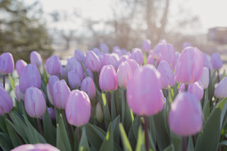 Tulipán Paradero, Loukykvět