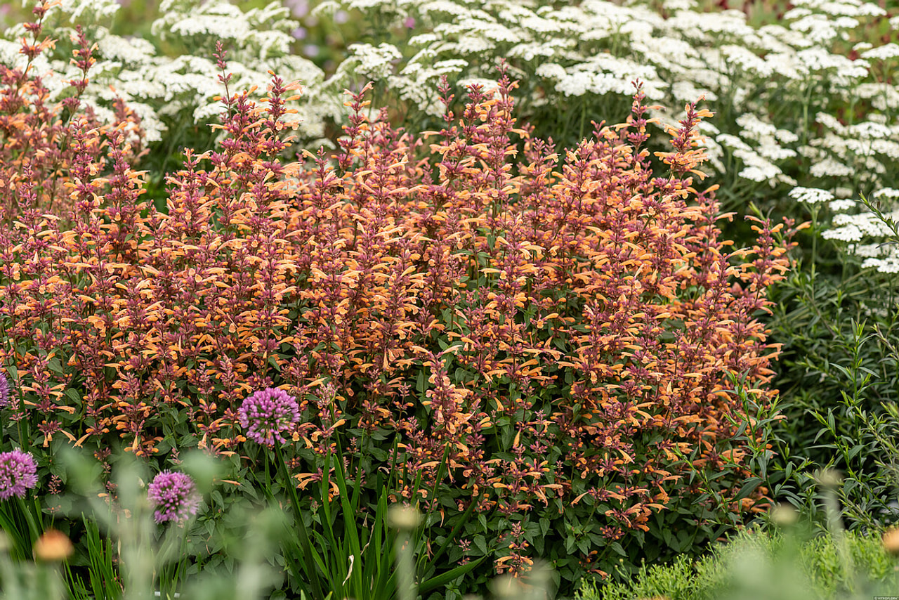 Agastache Mango Tango, Loukykvět
