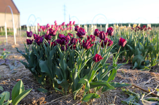 Tulipán Victoria's Secret, Loukykvět