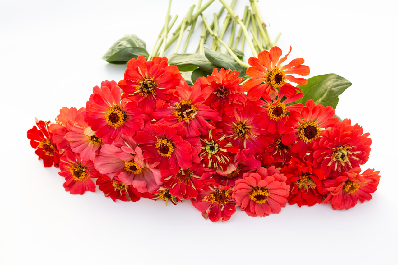 Cínie Super Yoga Salmon, Loukykvět