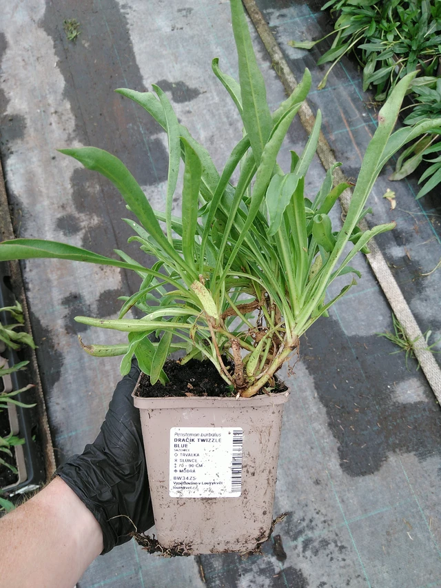 Flor de dragón Twizzle Blue - 10. 9. 2025