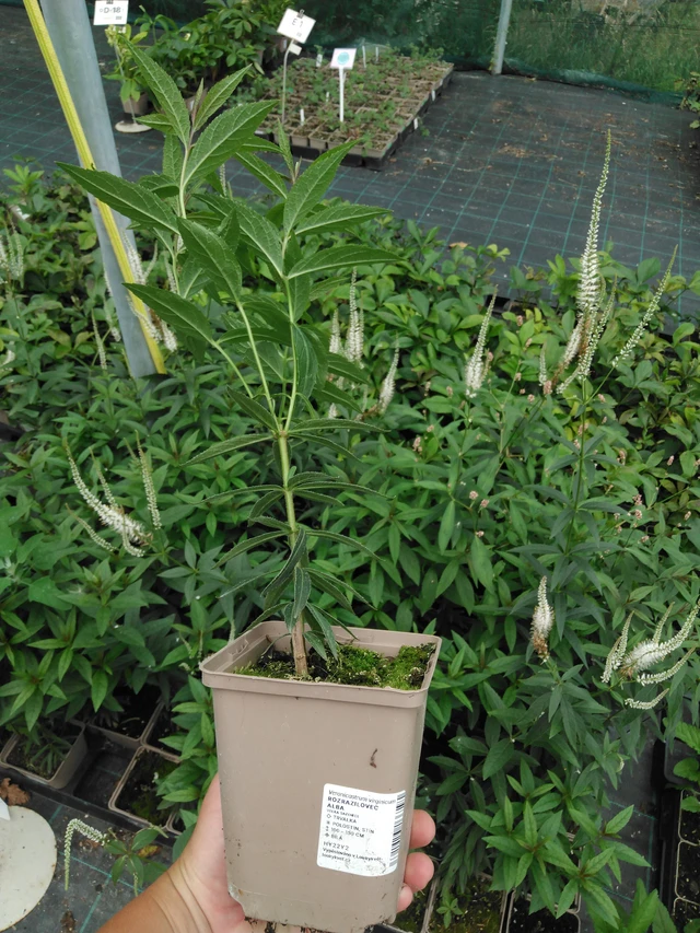 Rozrazilovec Album - 2024