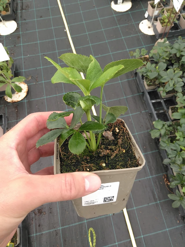 Čemeřice Double Ellen Peach - 21. 7. 2025