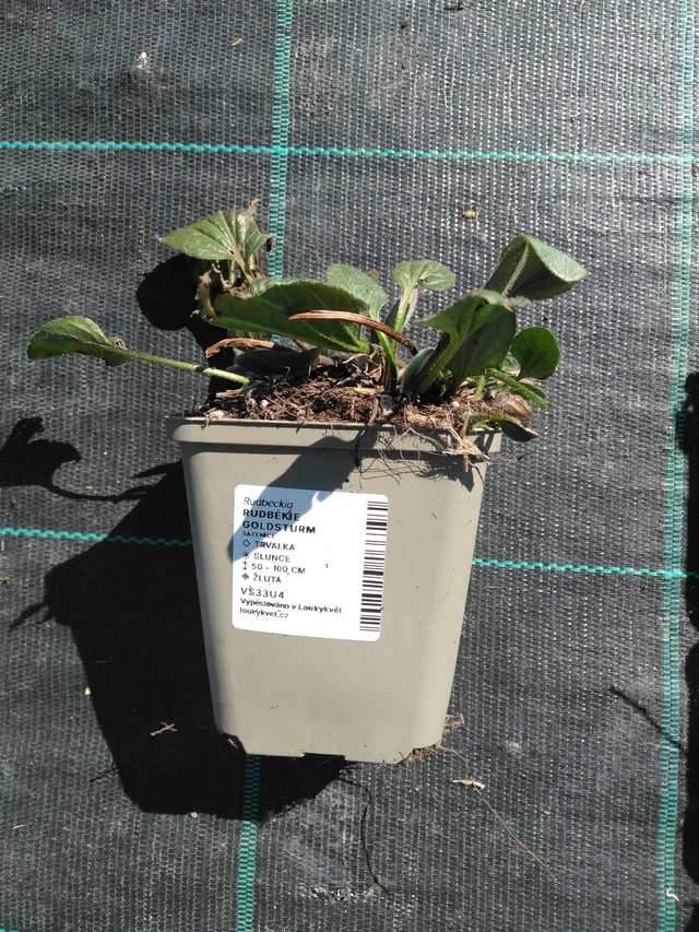 Rudbeckia Goldsturm - 3. 4. 2025