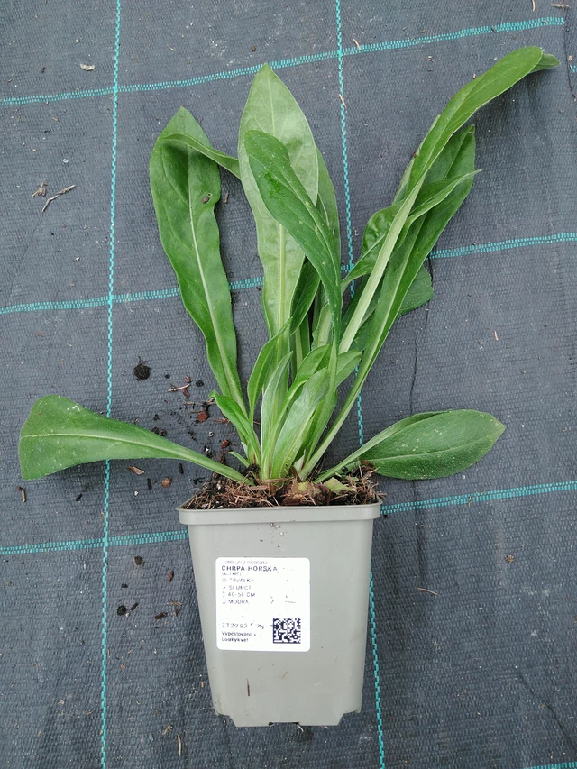 Aciano de montaña - 10. 9. 2025