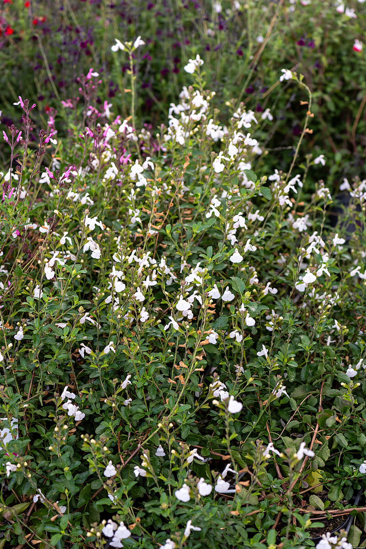Šalvěj Gletsjer, Loukykvět