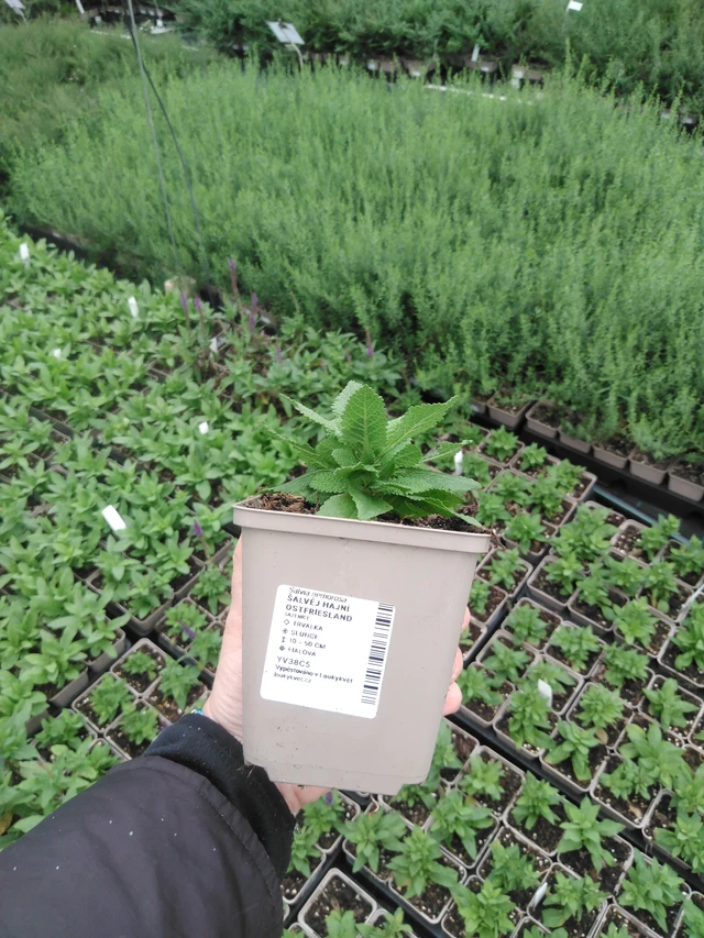 Šalvěj hajní Ostfriesland - 2024