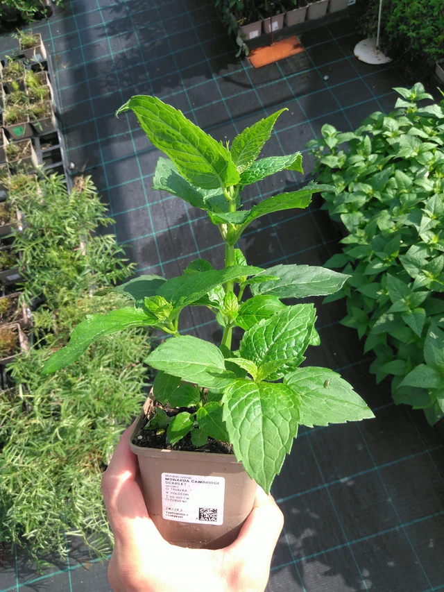 Monarda Cambridge Scarlet - 14. 7. 2025