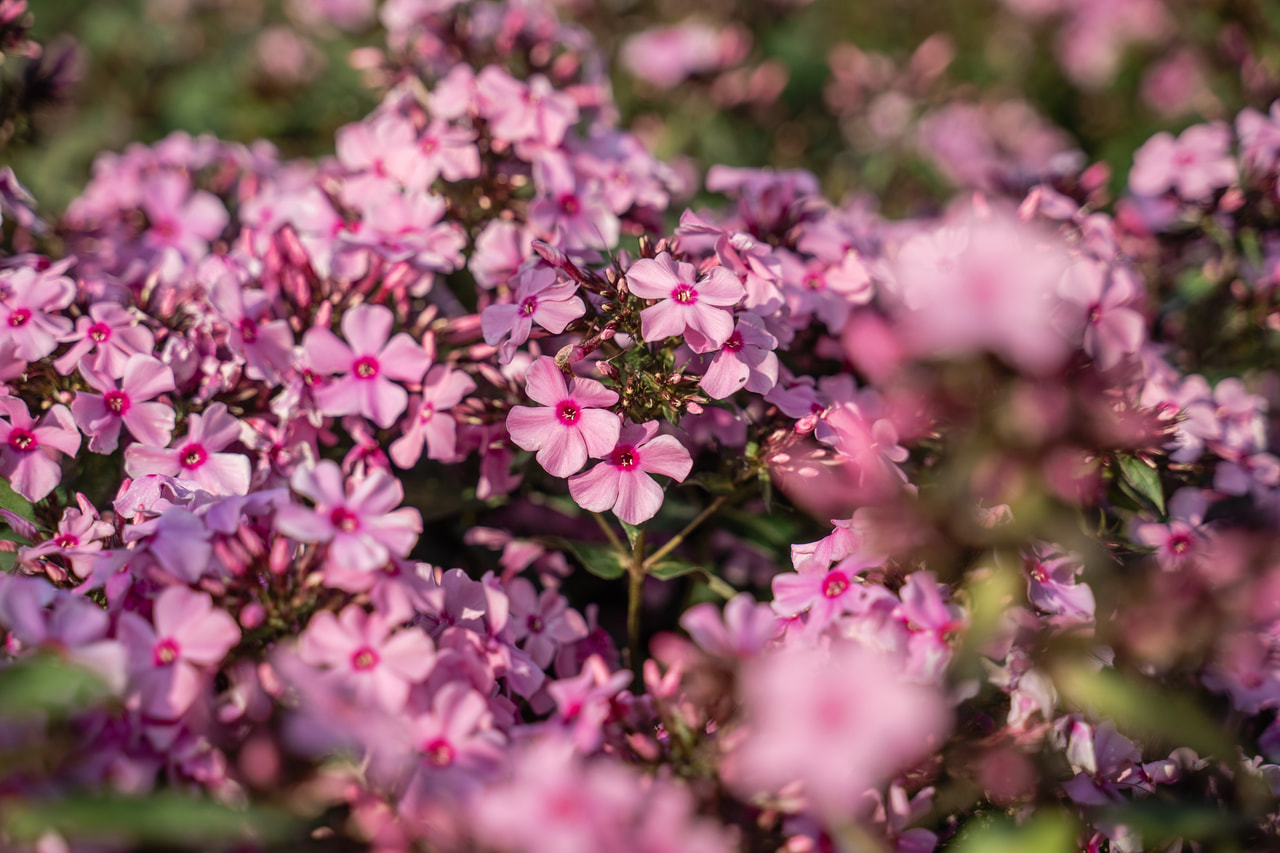 Lángvirág Sweet Summer Melody, Loukykvět