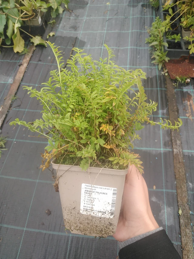 Astrantia Filigree Skies - 10. 10. 2025