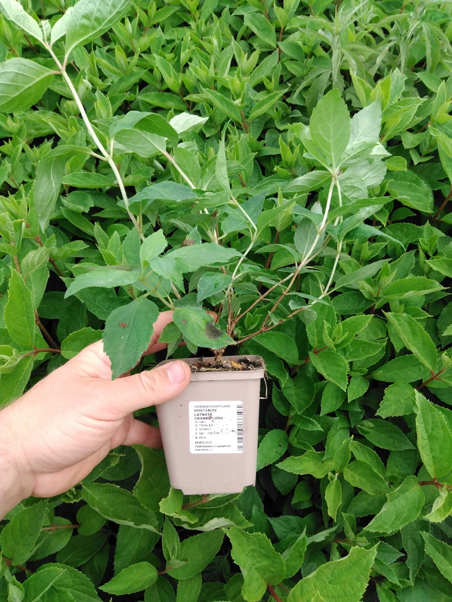 Hortensia Grandiflora - 2024