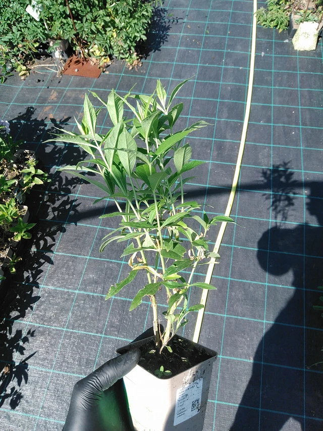 Phlox Fujiyama - 19. 8. 2025