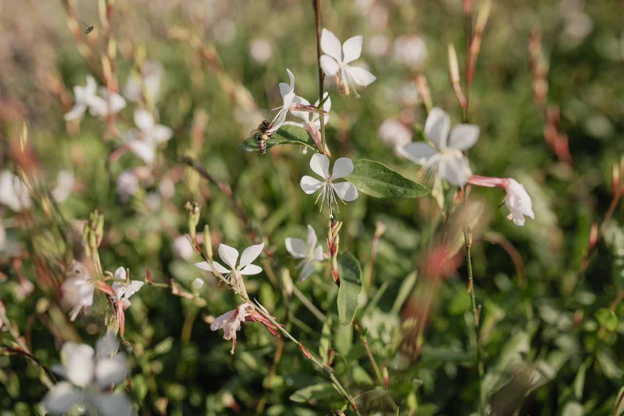 Prachtkerze Whirling Butterflies, Loukykvět