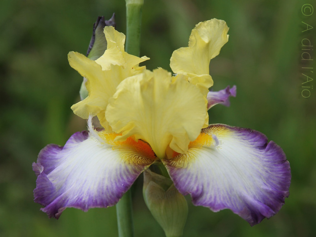 Kosatec Echassier, Loukykvět