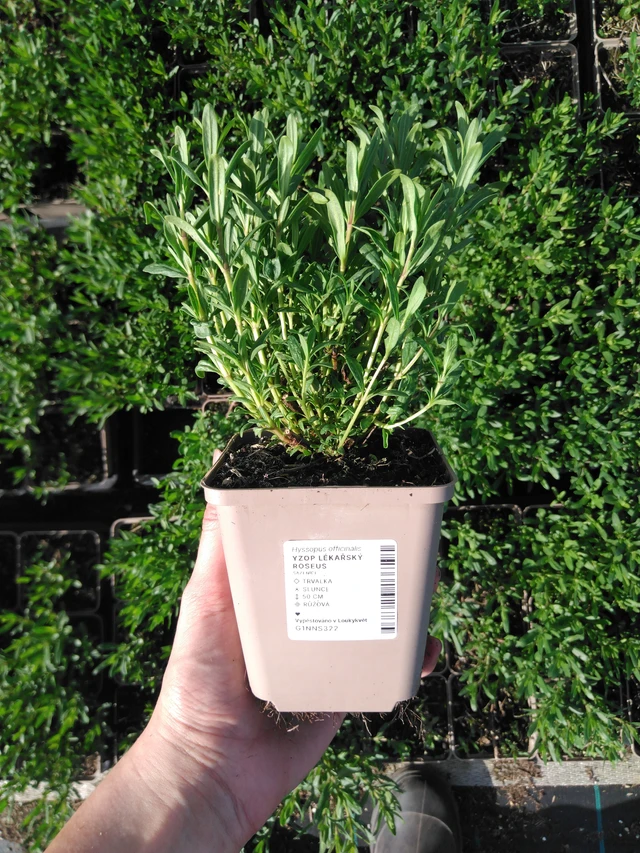 Hisopo officinal Roseus - 2024