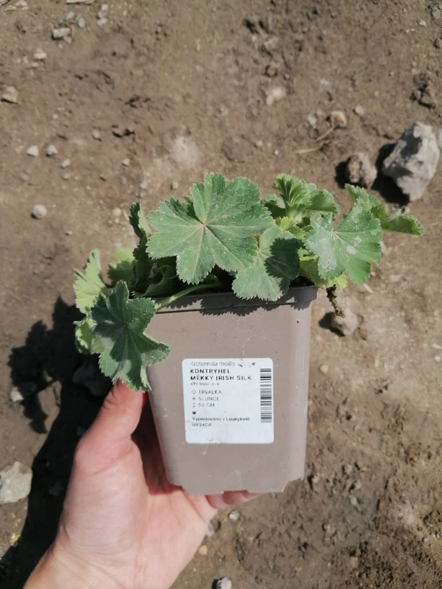 Kontryhel Irish Silk - 2024