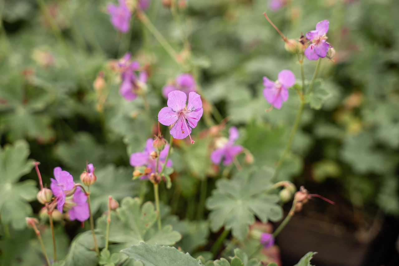 Kantábriai gólyaorr Cambridge, Loukykvět