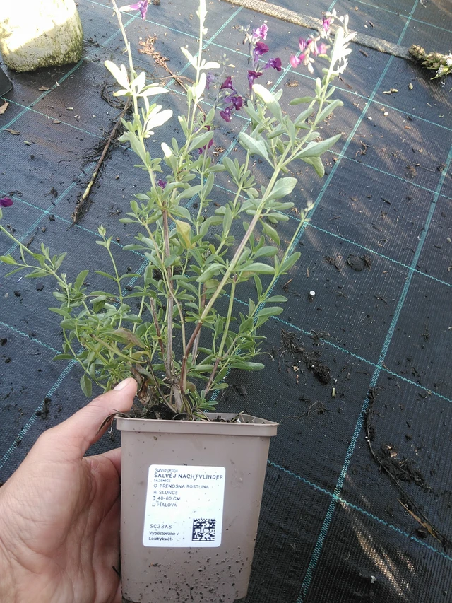 Salvia Nachtvlinder - 11. 9. 2025