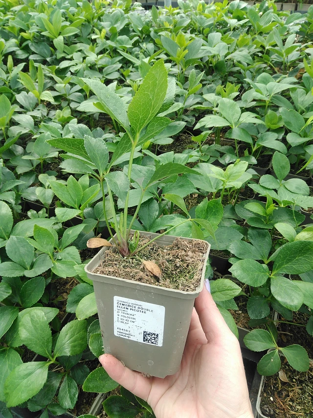 Čemeřice Double Ellen Picotee - 9. 6. 2025