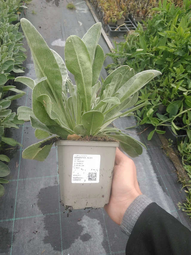 Hahnenfuß Alba - 10. 10. 2025