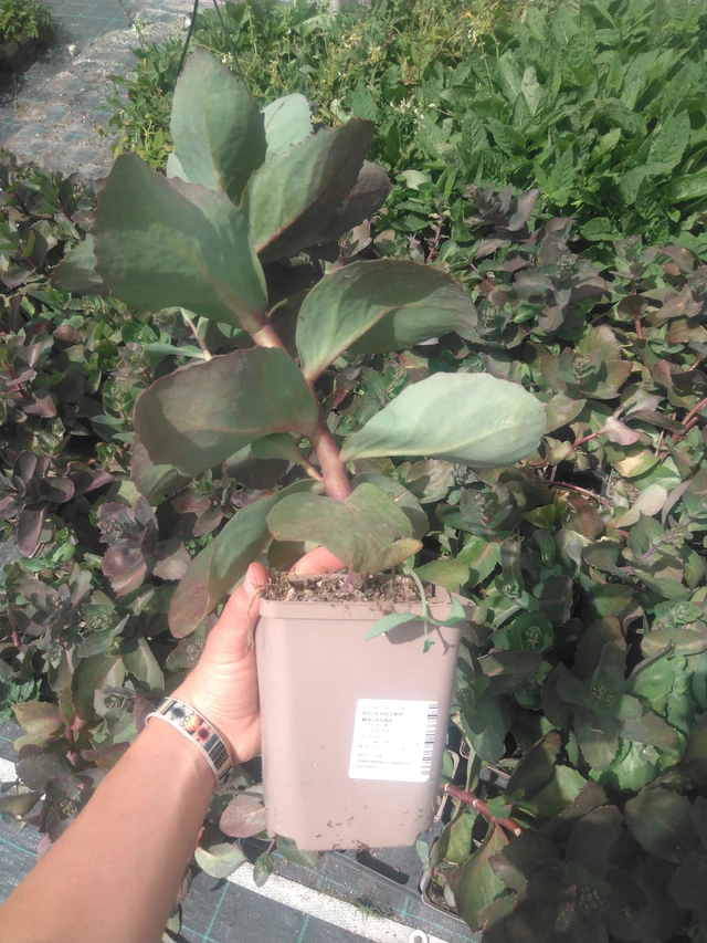 Maksaruoho Matrona - 2024