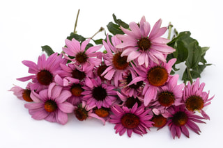 Echinacea Grandiflora Magnus, Loukykvět