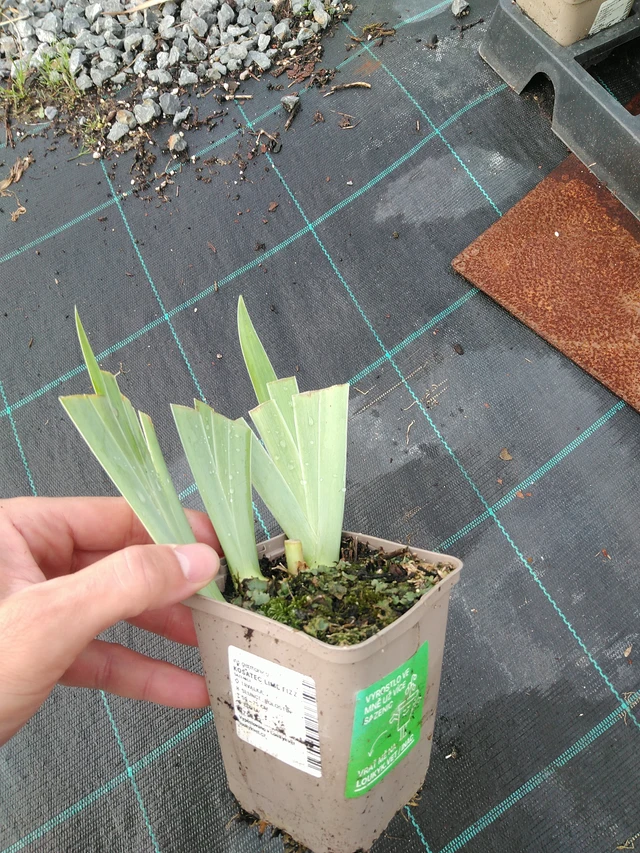 Lirio Lime Fizz - 28. 7. 2025