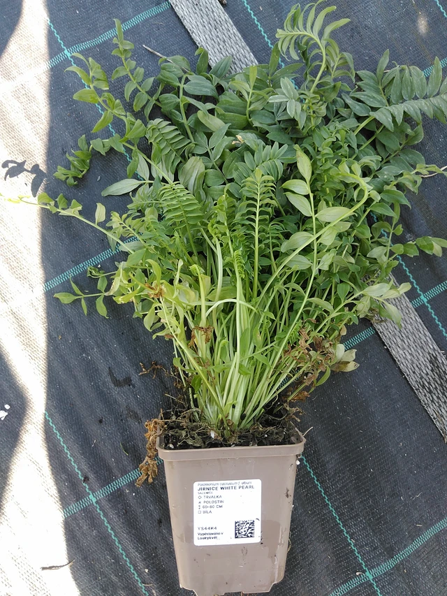 Astrantia White Pearl - 19. 8. 2025