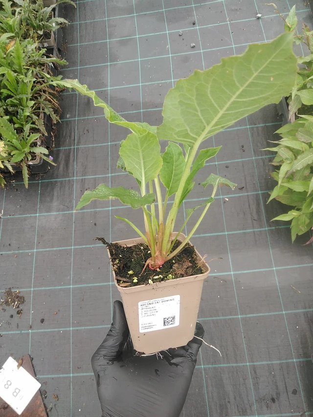 Knotweed Fat Domino - 4. 8. 2025