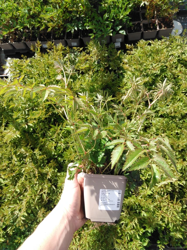 Astilbe Cattleya - 2024