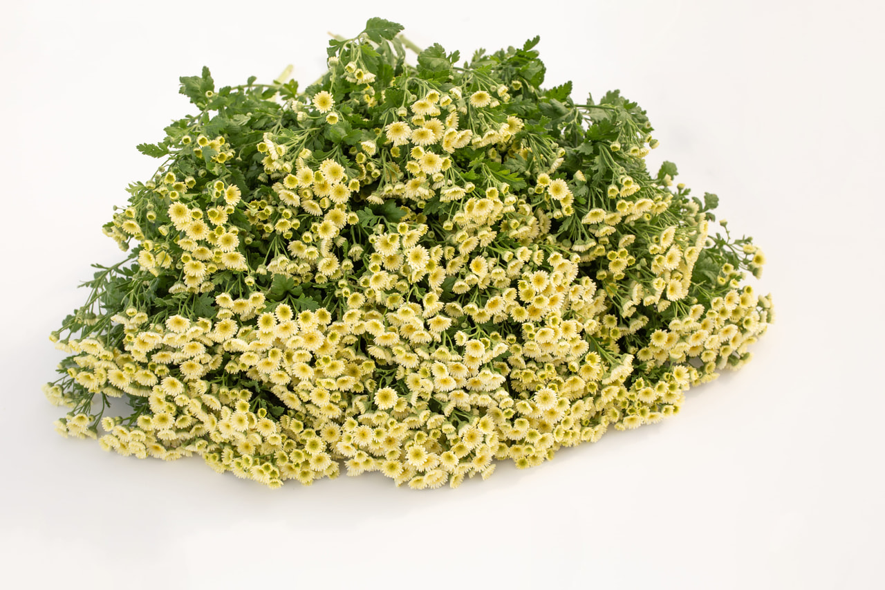 Řimbaba Orinoco, Loukykvět