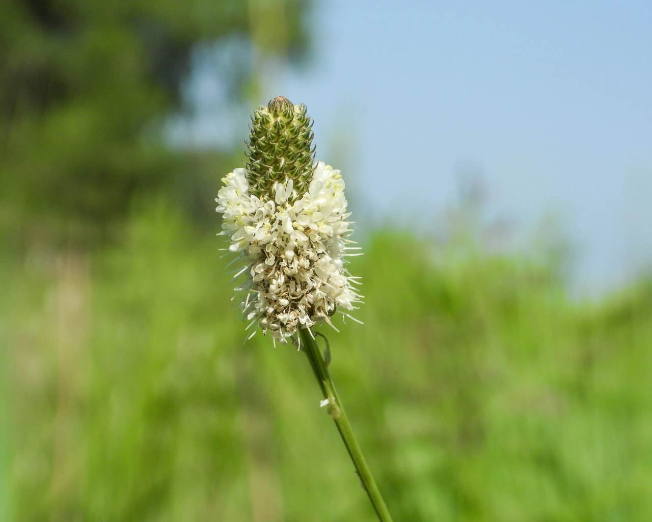 Dalea candidum, Loukykvět