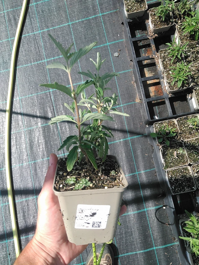 Caryopteris Stephi - 24. 6. 2025