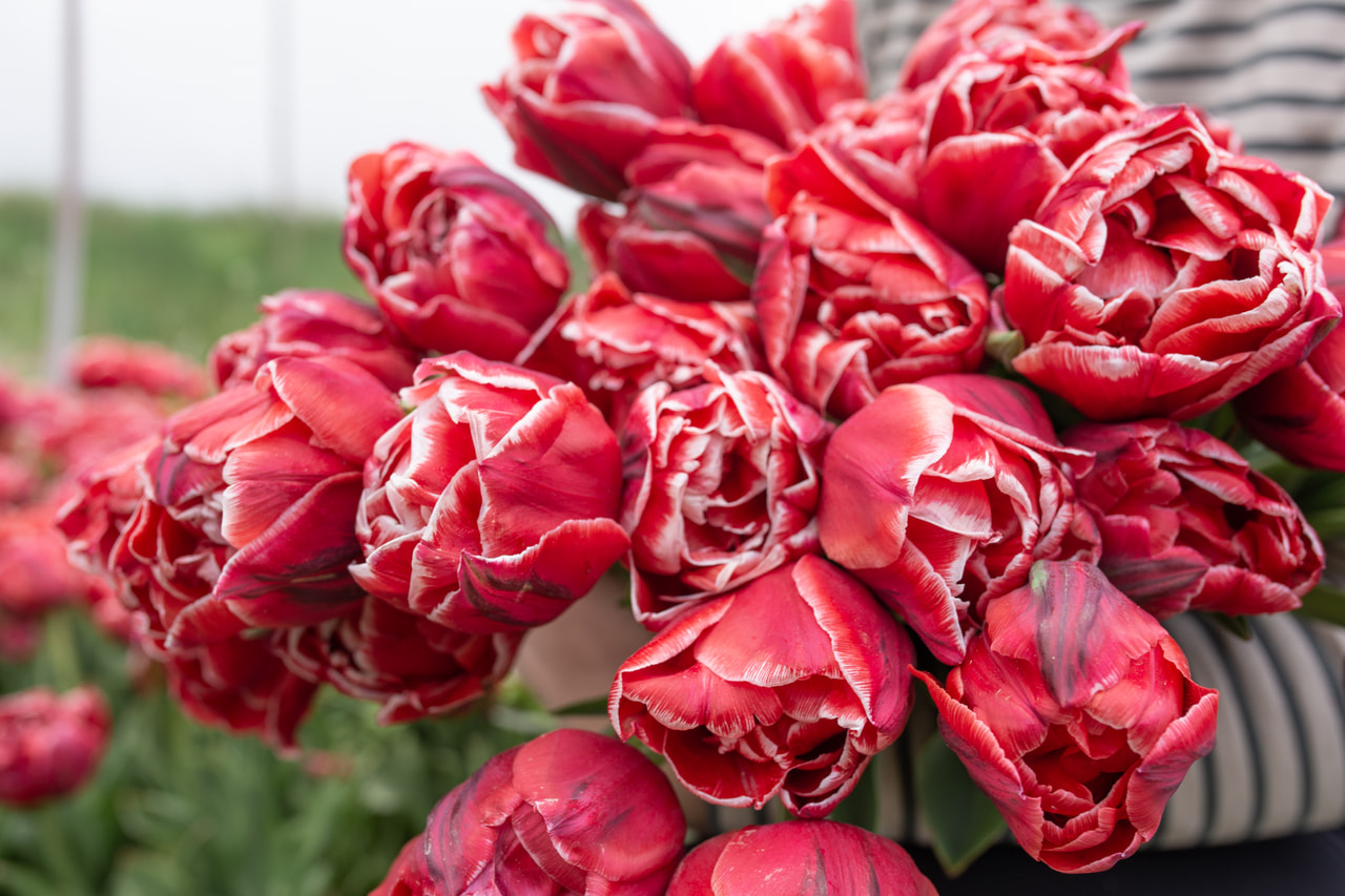 Tulipán Cabella, Loukykvět