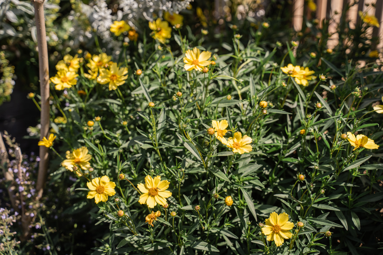 Menyecskeszem Full Moon, Loukykvět