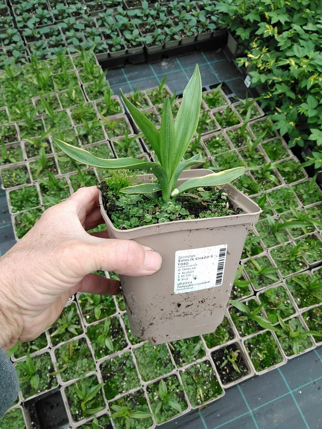 Physostegia Chadd's Ford - 9. 6. 2025