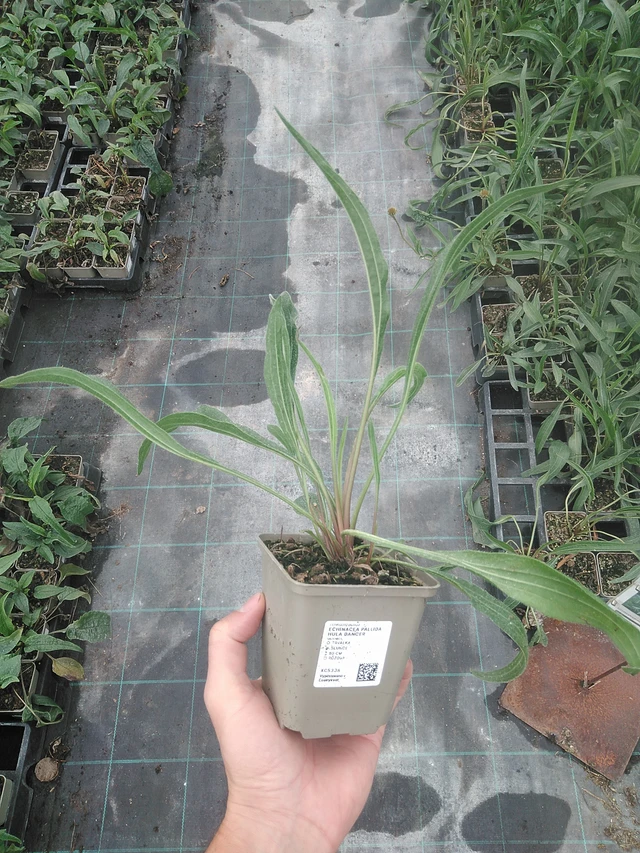 Echinacea pallida Hula Dancer - 4. 8. 2025