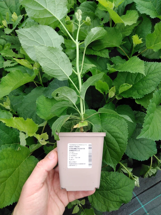 Hortenzie stromečkovitá Annabelle - 2024