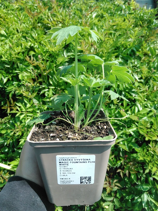 Espuela de caballero Magic Fountains Pure White - 13. 5. 2025