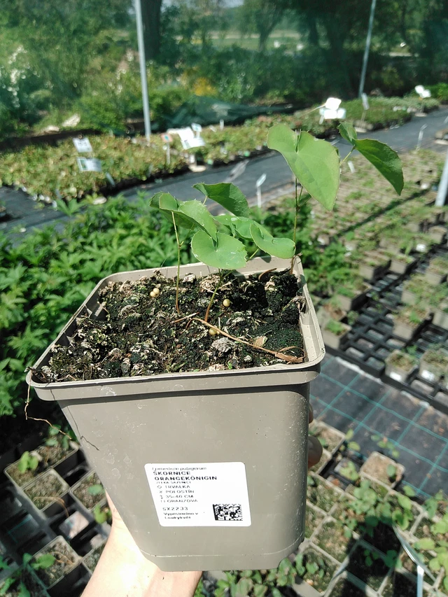 Epimedio Orangekönigin - 13. 5. 2025