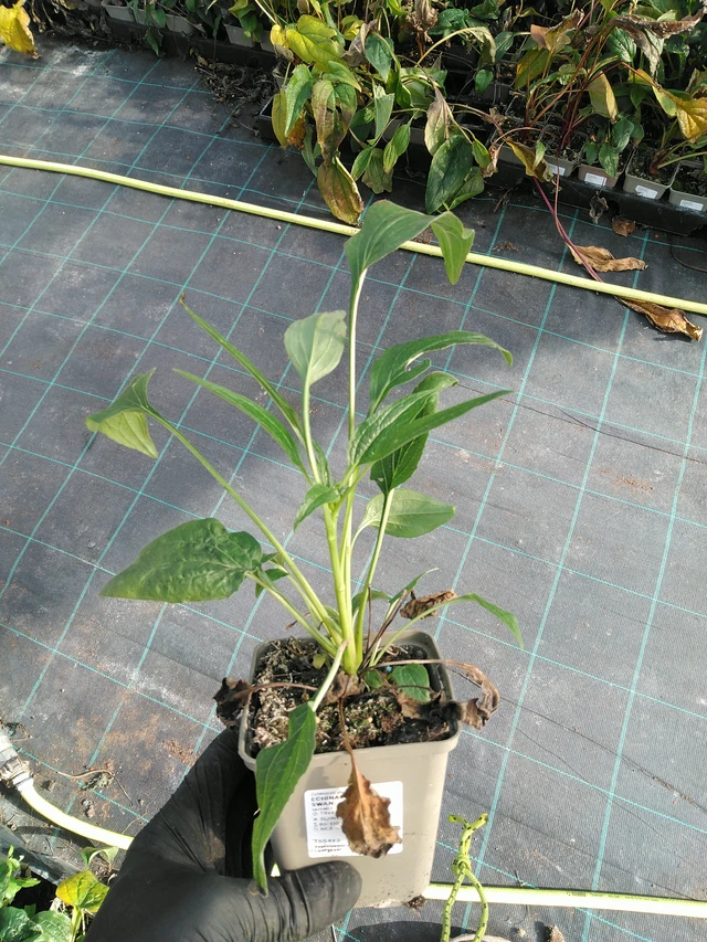 Echinacea White Swan - 31. 10. 2025