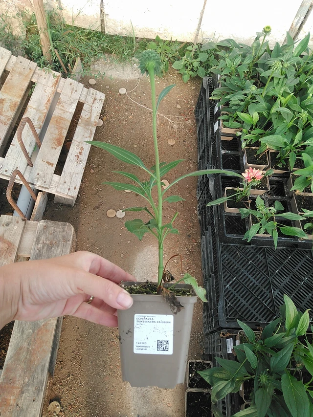 Echinacea SunSeekers Rainbow - 19. 8. 2025