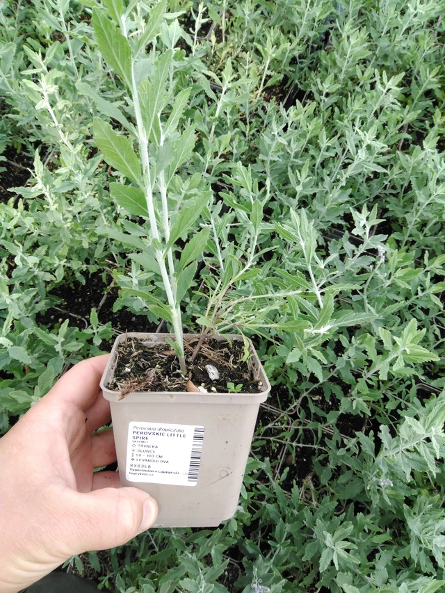 Perovskie Little Spire - 2024