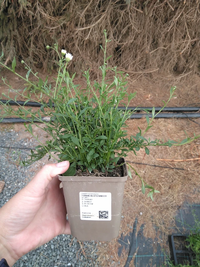 Fleabane Blütenmeer - 11. 7. 2025
