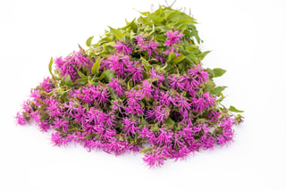 Monarda Pink Suprême, Loukykvět