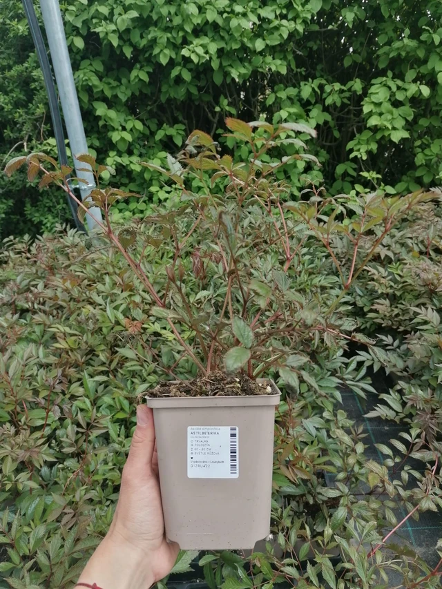 Astilbe Erika - 2024