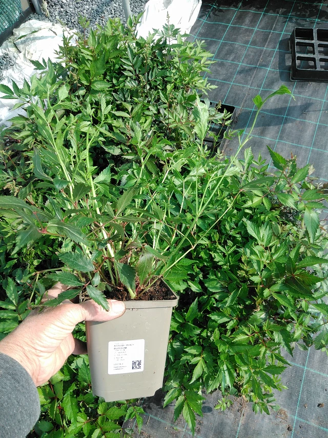 Astilbe Peach Blossom - 9. 6. 2025